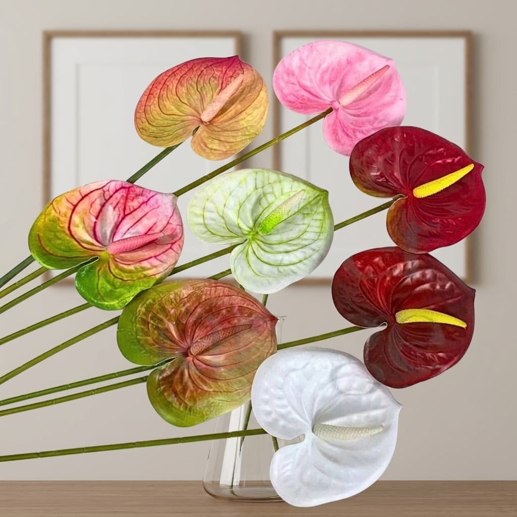 Anthurium Kuping Gajah
