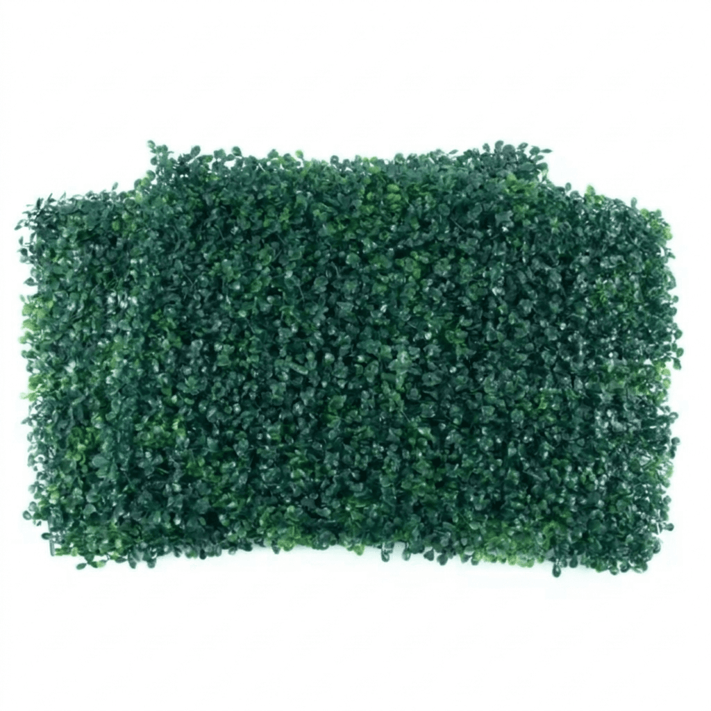 Rumput Oxylia