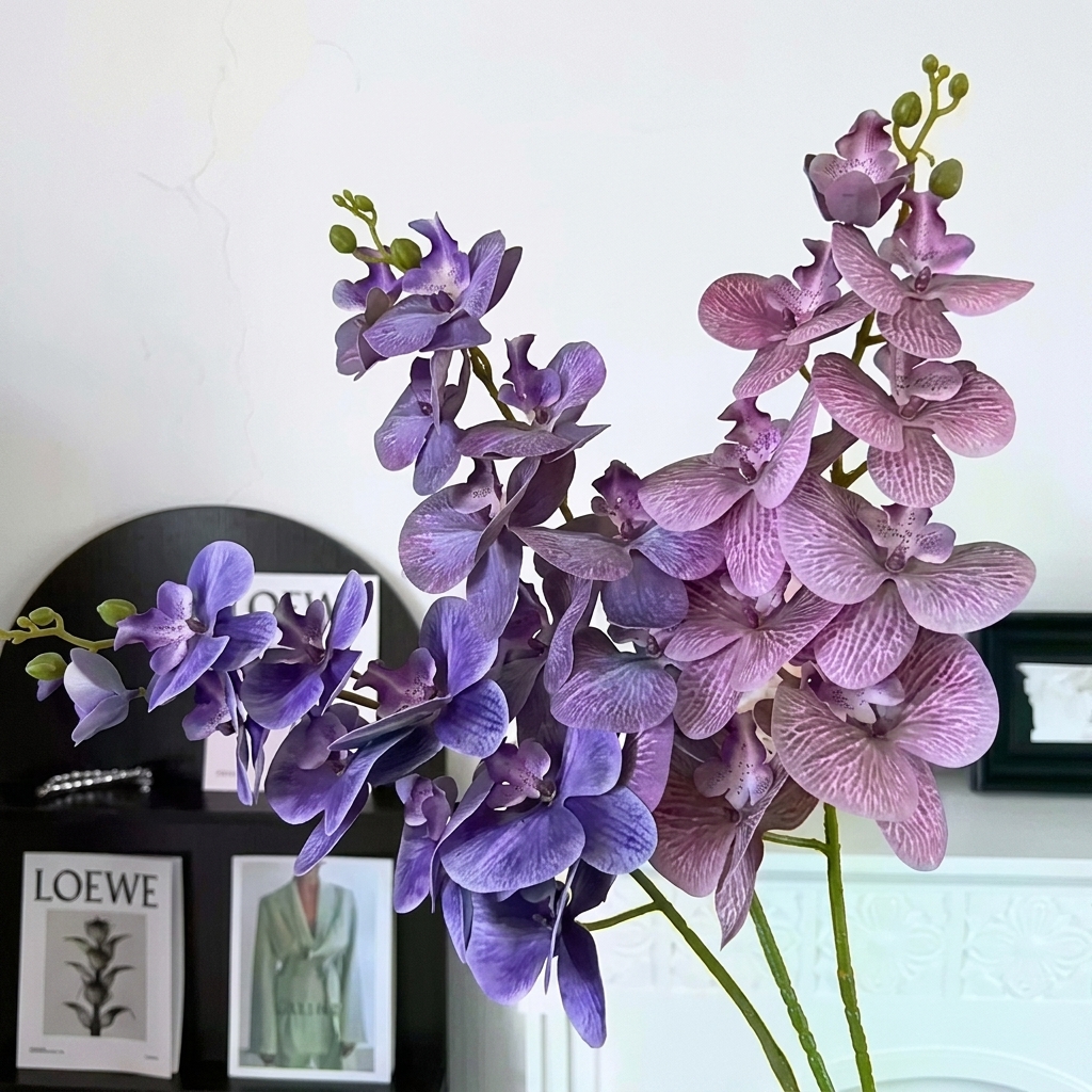 Anggrek Bulan Orchid k9